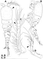 Image de Diacyclops parasuoensis Karanovic, Grygier & Lee 2013