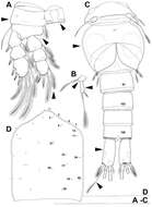 Image of Diacyclops parasuoensis Karanovic, Grygier & Lee 2013