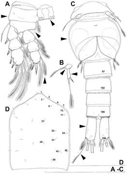 Image of Diacyclops parasuoensis Karanovic, Grygier & Lee 2013