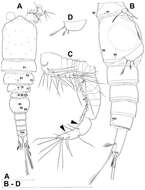 Image of Diacyclops parasuoensis Karanovic, Grygier & Lee 2013