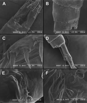 Image of Diacyclops parasuoensis Karanovic, Grygier & Lee 2013