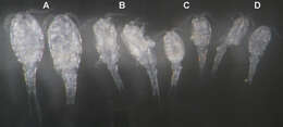 Image of Diacyclops parasuoensis Karanovic, Grygier & Lee 2013