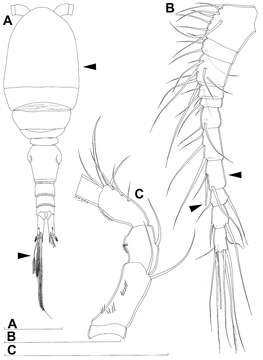 Image of Diacyclops suoensis Ito Tak 1954