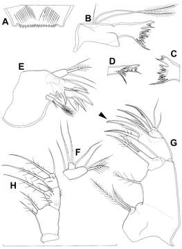 Image of Diacyclops suoensis Ito Tak 1954