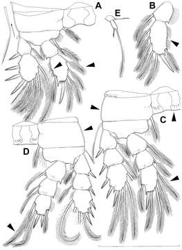 Image of Diacyclops suoensis Ito Tak 1954