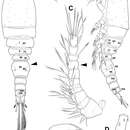 Image of Diacyclops hanguk Karanovic, Grygier & Lee 2013