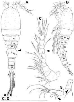 Image of Diacyclops hanguk Karanovic, Grygier & Lee 2013