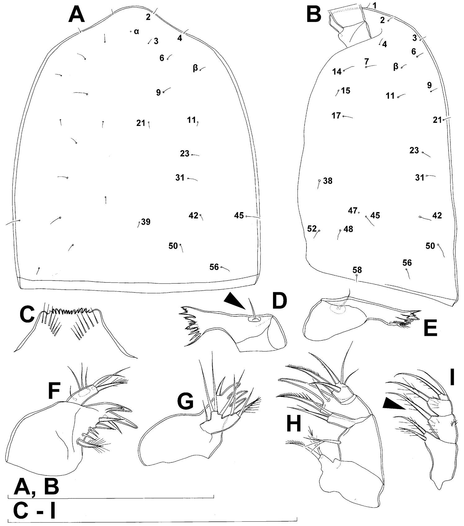 Image of Diacyclops hanguk Karanovic, Grygier & Lee 2013