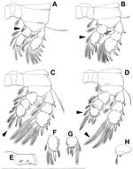 Image of Diacyclops hanguk Karanovic, Grygier & Lee 2013