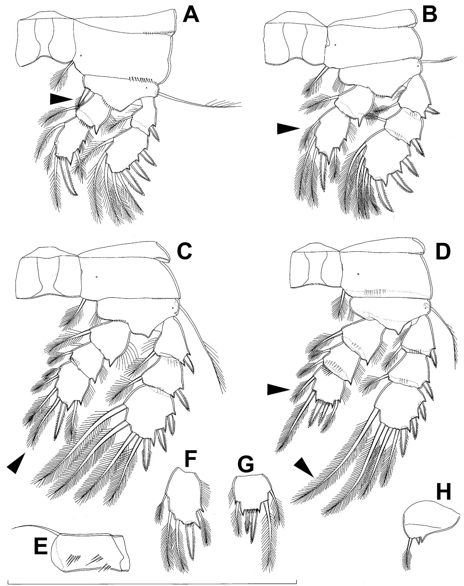 Image of Diacyclops hanguk Karanovic, Grygier & Lee 2013