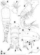 Image of Diacyclops hanguk Karanovic, Grygier & Lee 2013