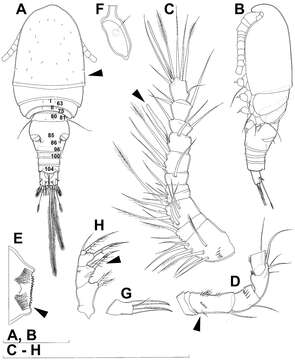 Image of Diacyclops parahanguk Karanovic, Grygier & Lee 2013