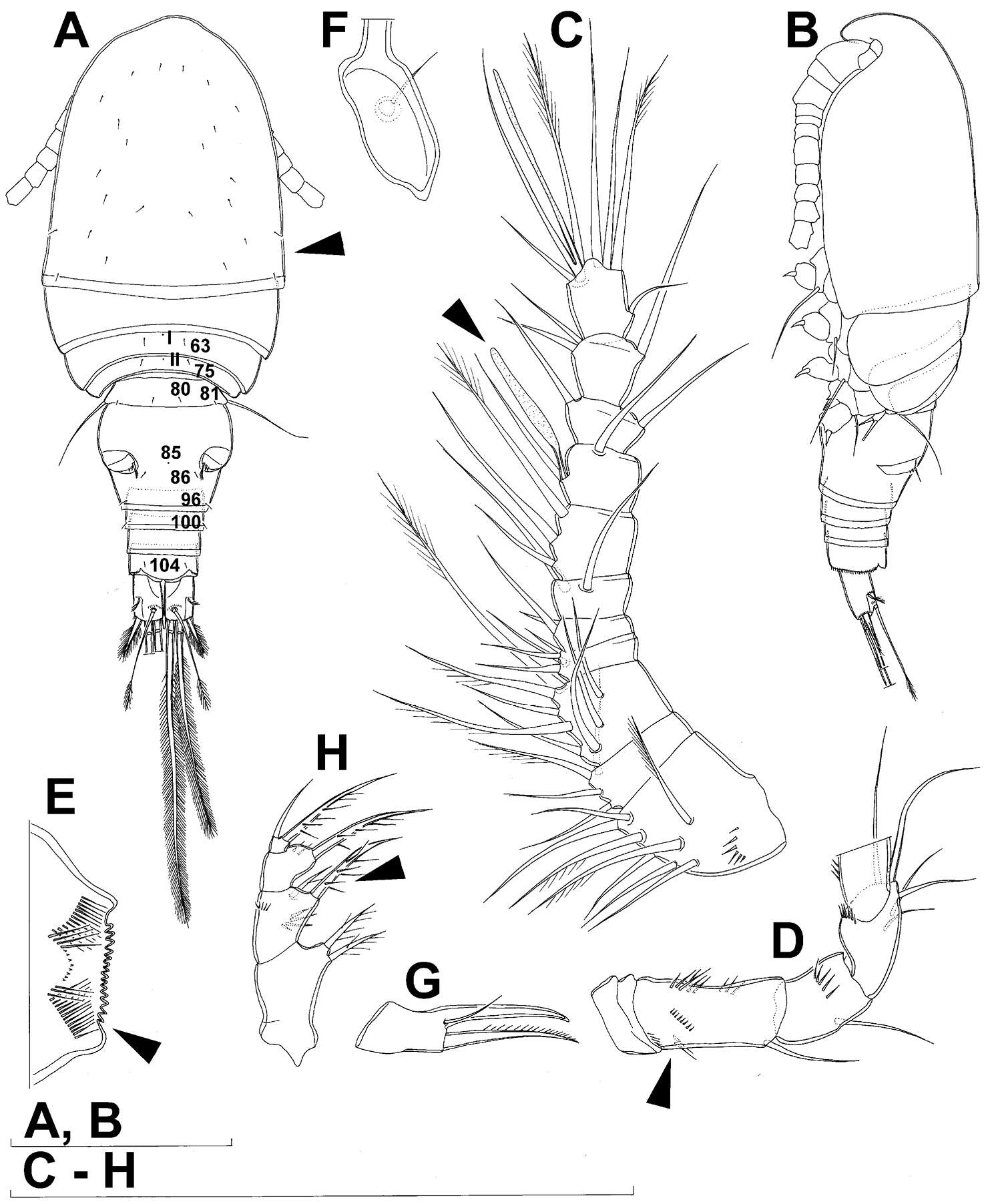 Image of Diacyclops parahanguk Karanovic, Grygier & Lee 2013