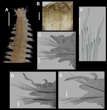 Image of ragworms