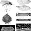 Image of <i>Acomopterella yoshiwae</i>