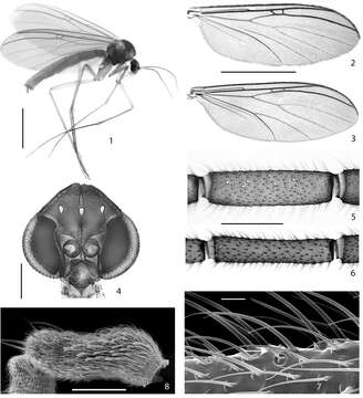 Image of <i>Acomopterella yoshiwae</i>