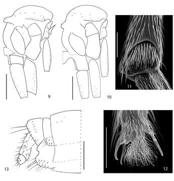 Image of <i>Acomopterella yoshiwae</i>