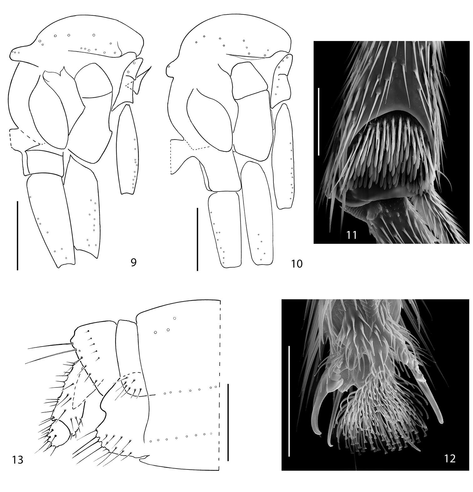 Image of <i>Acomopterella yoshiwae</i>