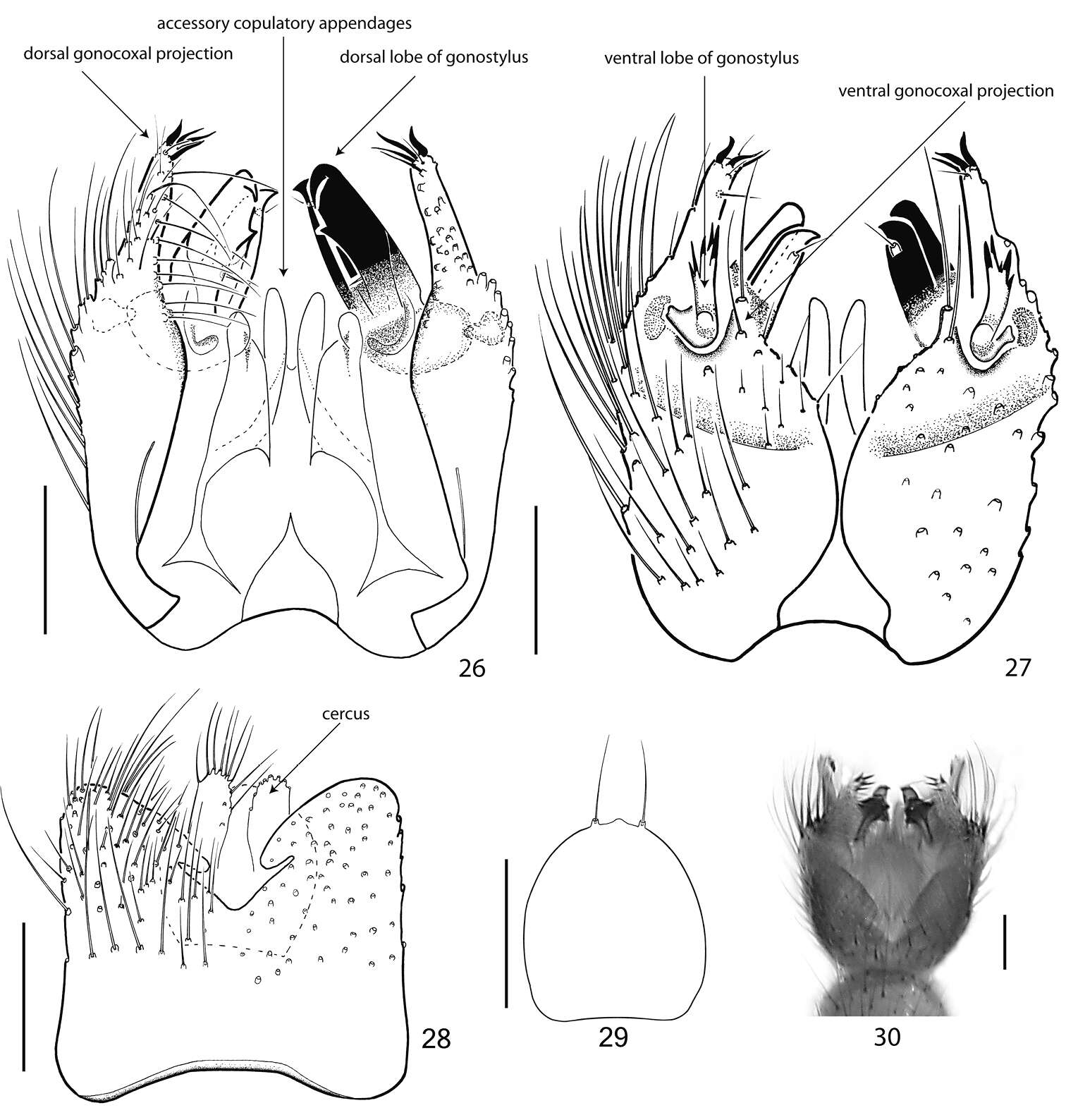 Image of <i>Acomopterella yoshiwae</i>