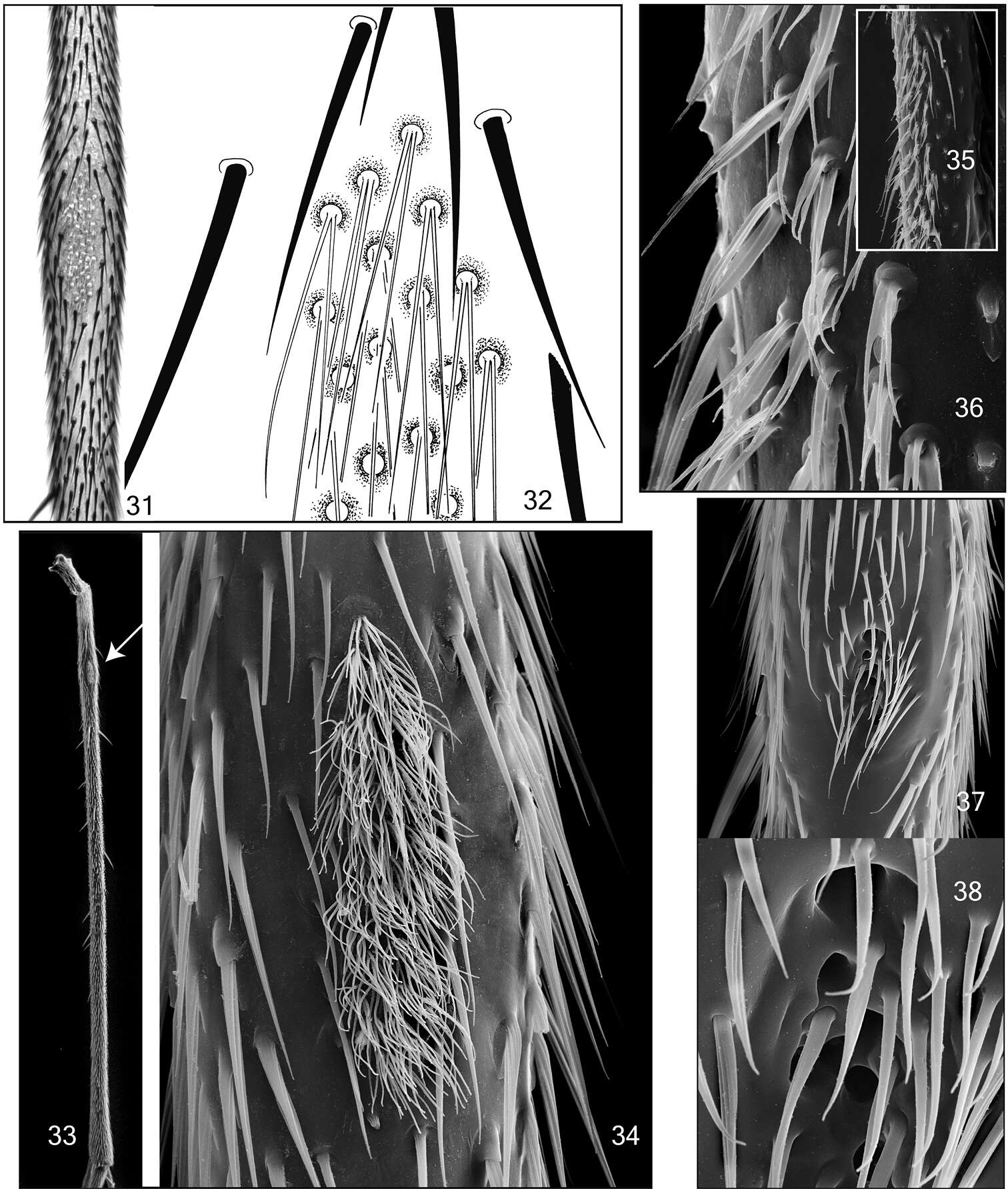 Image of <i>Acomopterella yoshiwae</i>