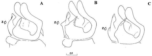 صورة Cheilosia