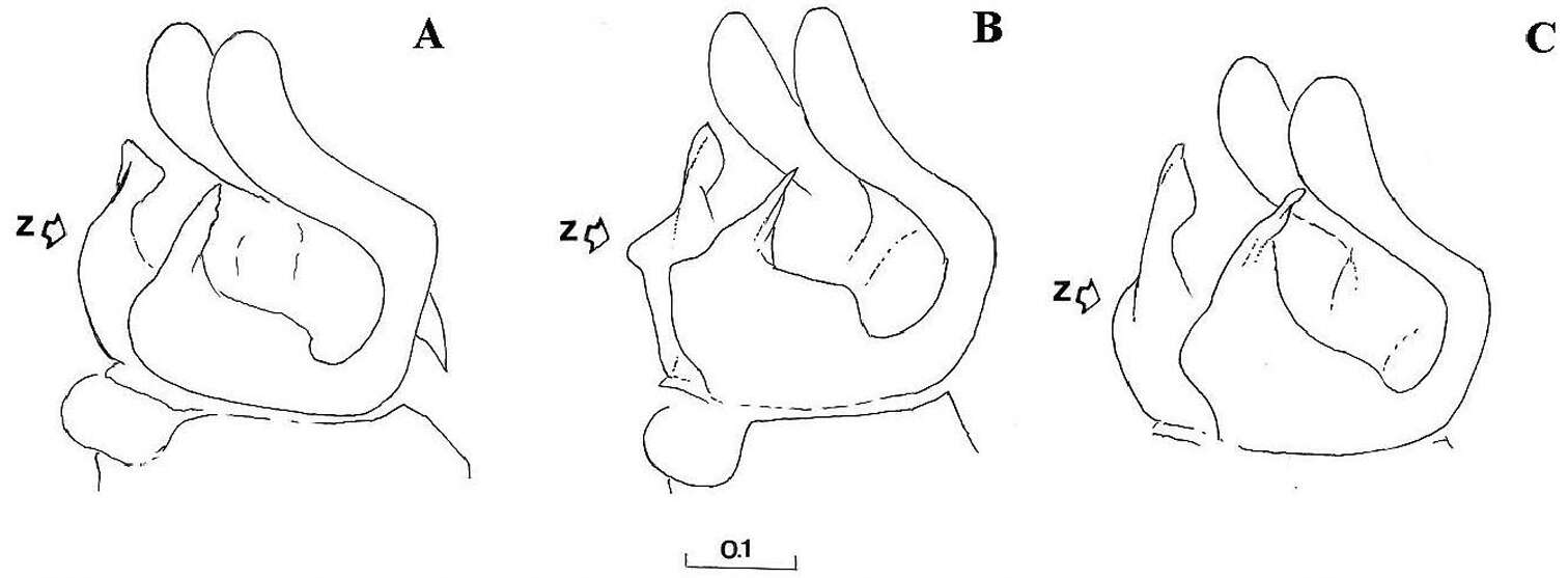 صورة Cheilosia