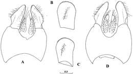 صورة Cheilosia