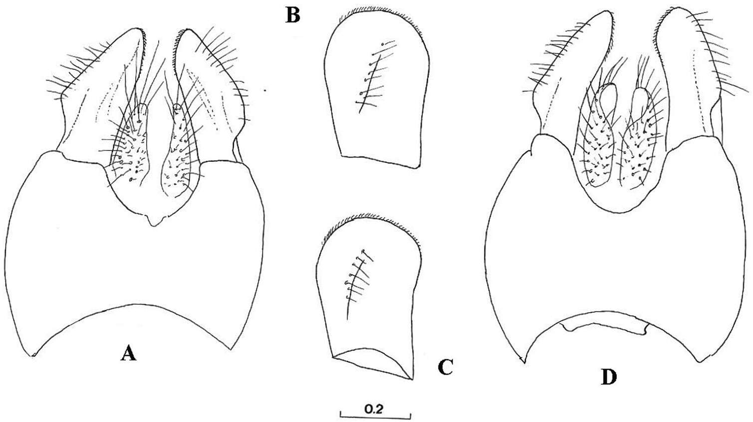 Imagem de Cheilosia