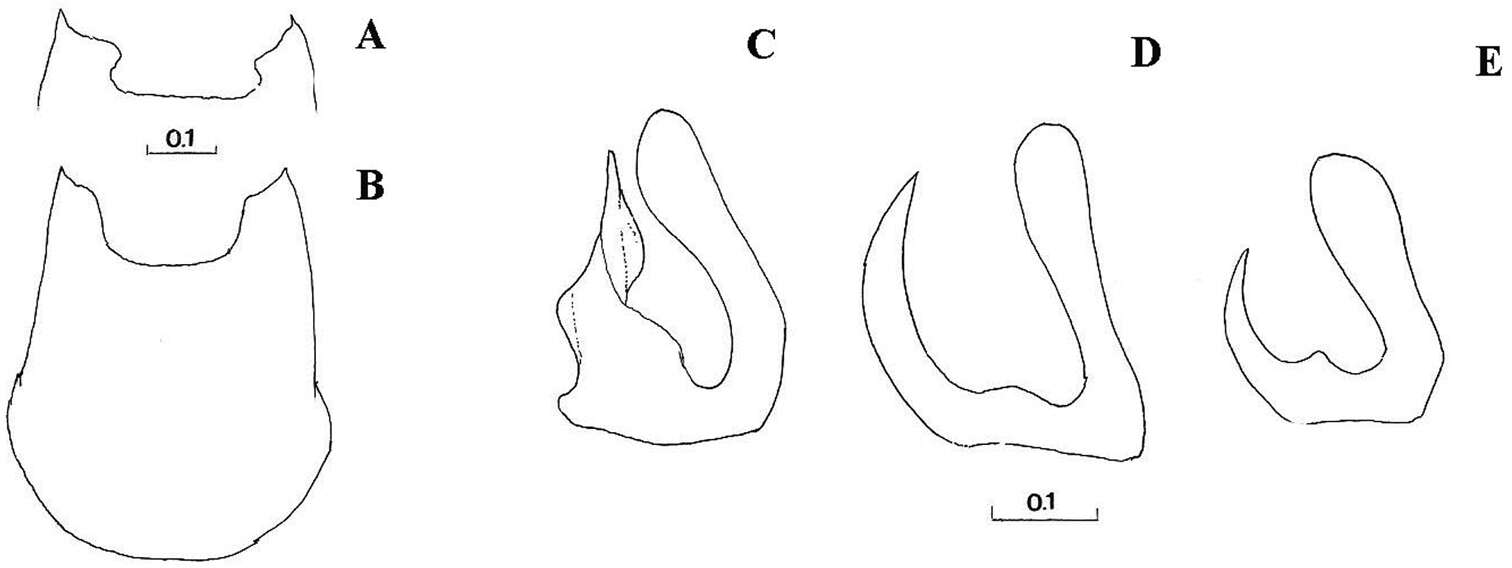 صورة Cheilosia