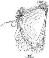 صورة Cheilosia