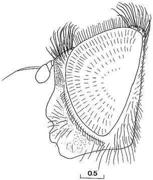 صورة Cheilosia