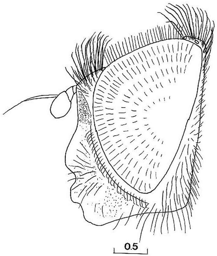 صورة Cheilosia