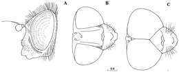 صورة Cheilosia