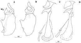 صورة Cheilosia