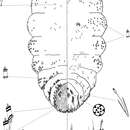 Image of <i>Chionaspis brachycephalon</i>