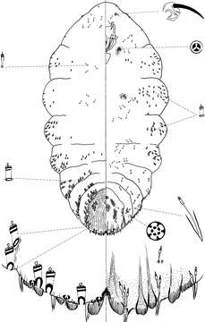 Слика од Chionaspis