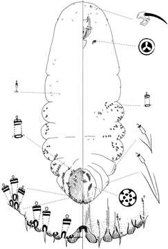 Слика од <i>Chionaspis sonorae</i>