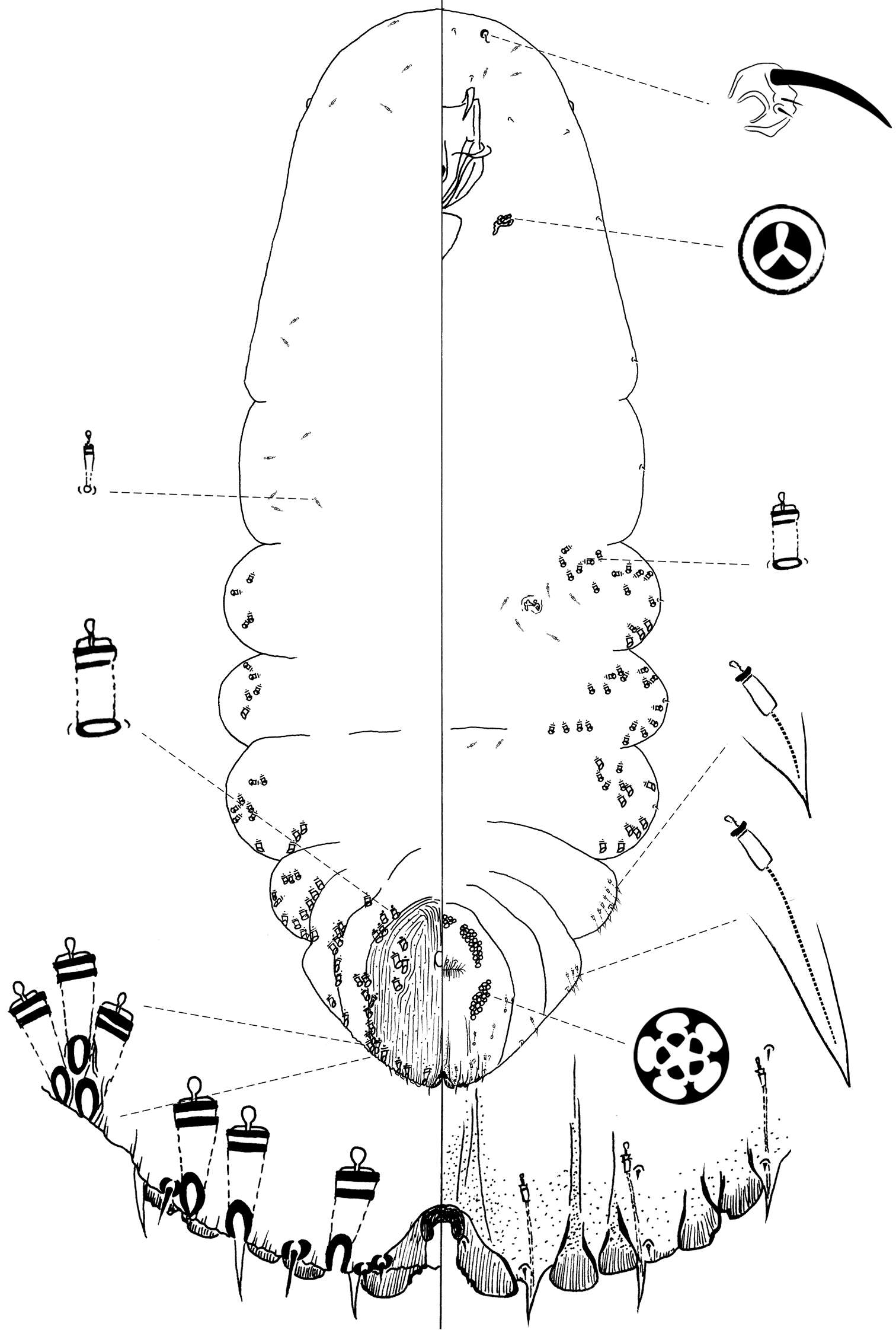 Sivun <i>Chionaspis sonorae</i> kuva