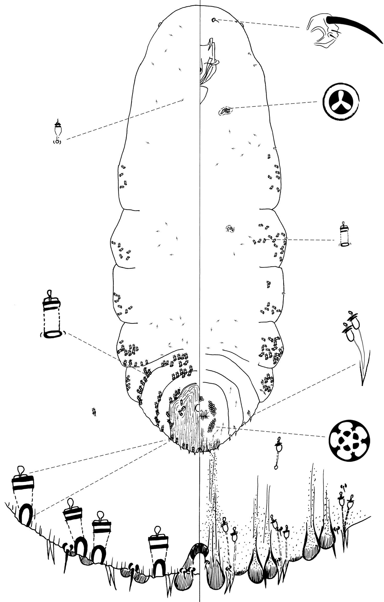 Image of <i>Chionaspis torreyanae</i>