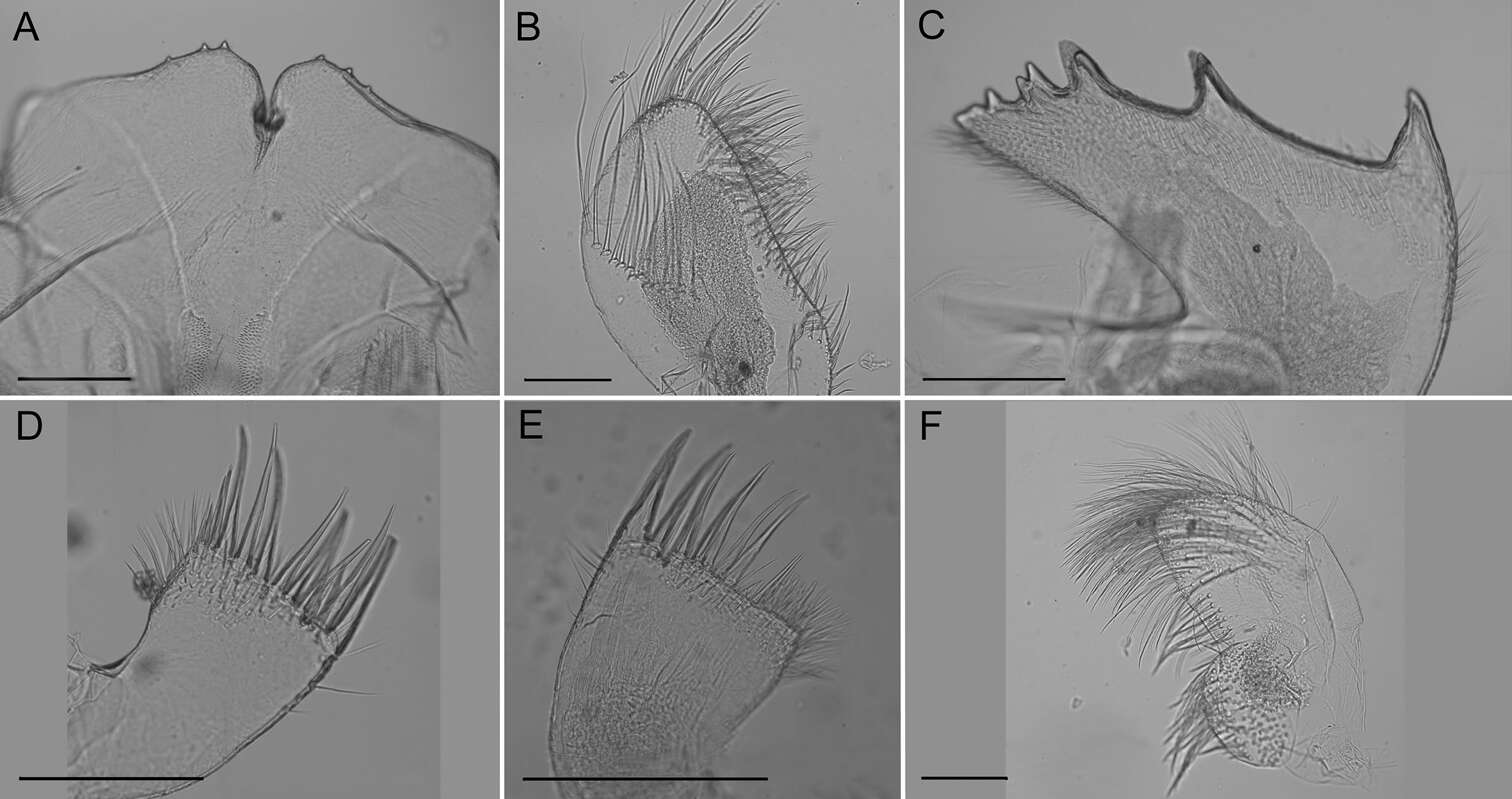 Image of Archaeobalanidae Newman & Ross 1976