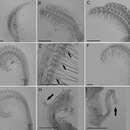 Image of Conopea saotomensis Carrison-Stone, Syoc, Williams & Simison 2013