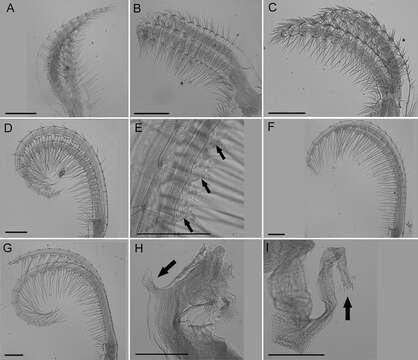 Image of Archaeobalanidae Newman & Ross 1976