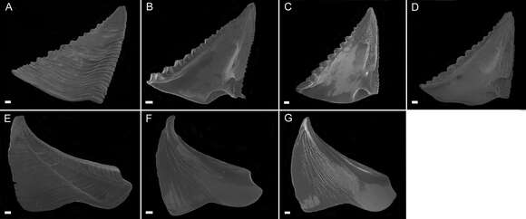 Image of Conopea fidelis Carrison-Stone, Syoc, Williams & Simison 2013