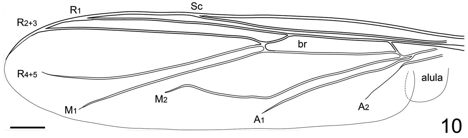 Plancia ëd Neophilopota Schlinger 2013