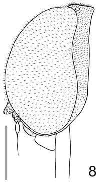 Image of Neophilopota brevirostris Schlinger