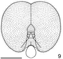 Image de Neophilopota brevirostris Schlinger