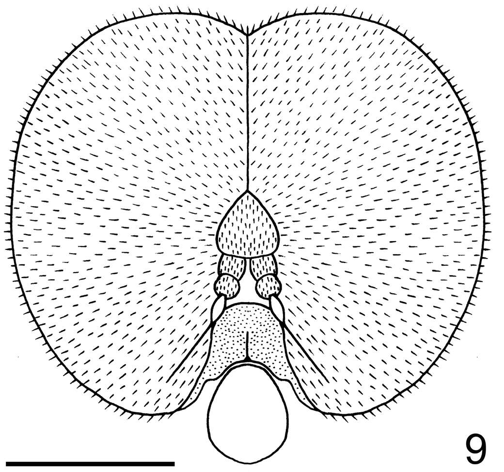 Image de Neophilopota brevirostris Schlinger