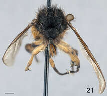 Image of Pialea corbiculata Schlinger