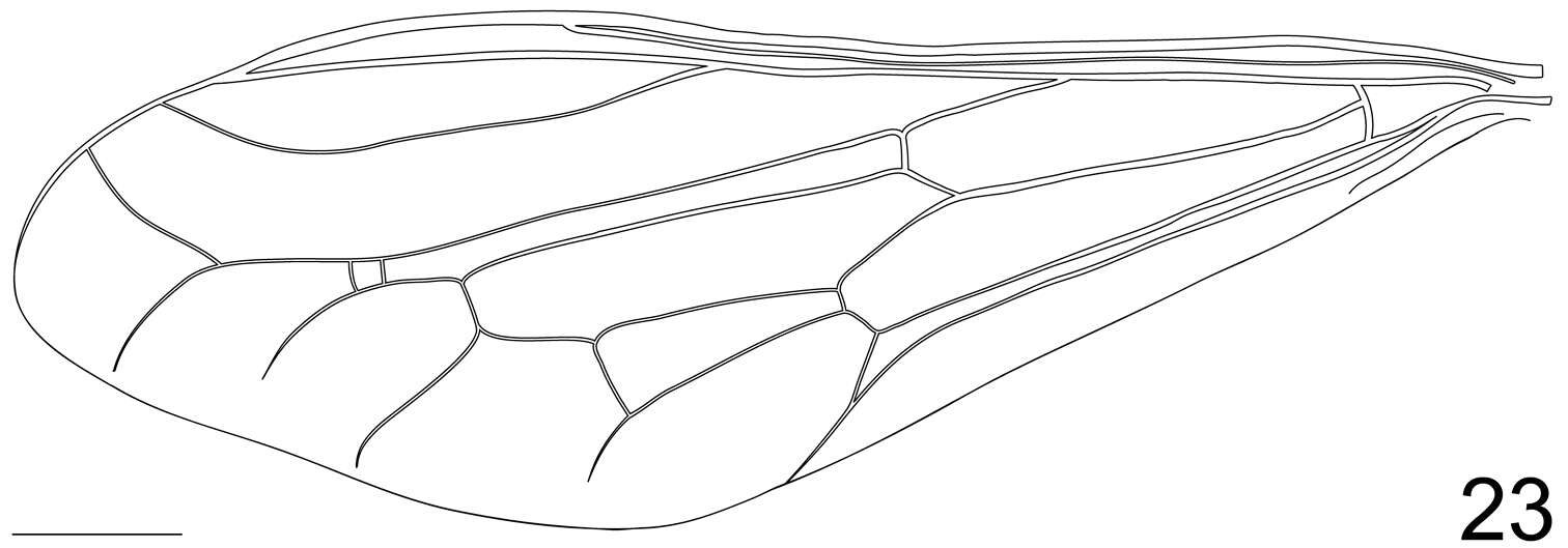 Image of Pialea corbiculata Schlinger