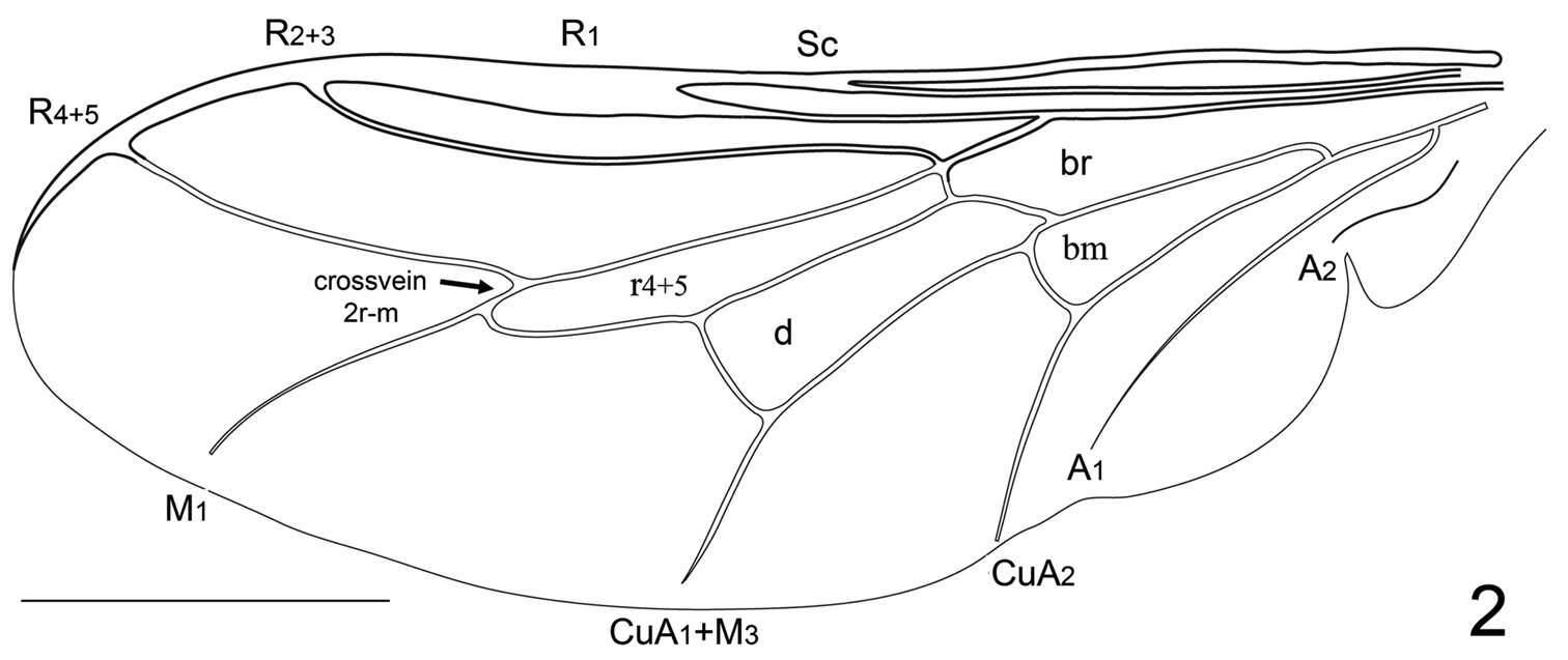 Image of Sphaerops